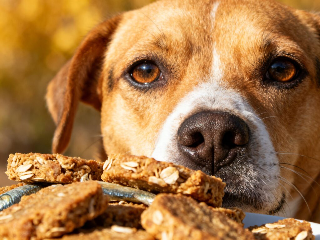 Close-up portrait of 4-Ingredient Sardine and Oatmeal Treats expressive eyes shallow depth of field