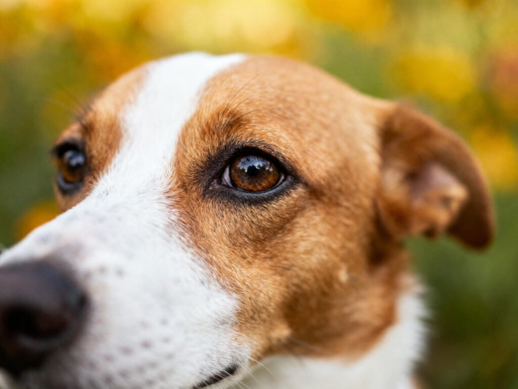 Close-up portrait of How To Remove Wet Dog Smell Out Of Carpet expressive eyes shallow depth of field