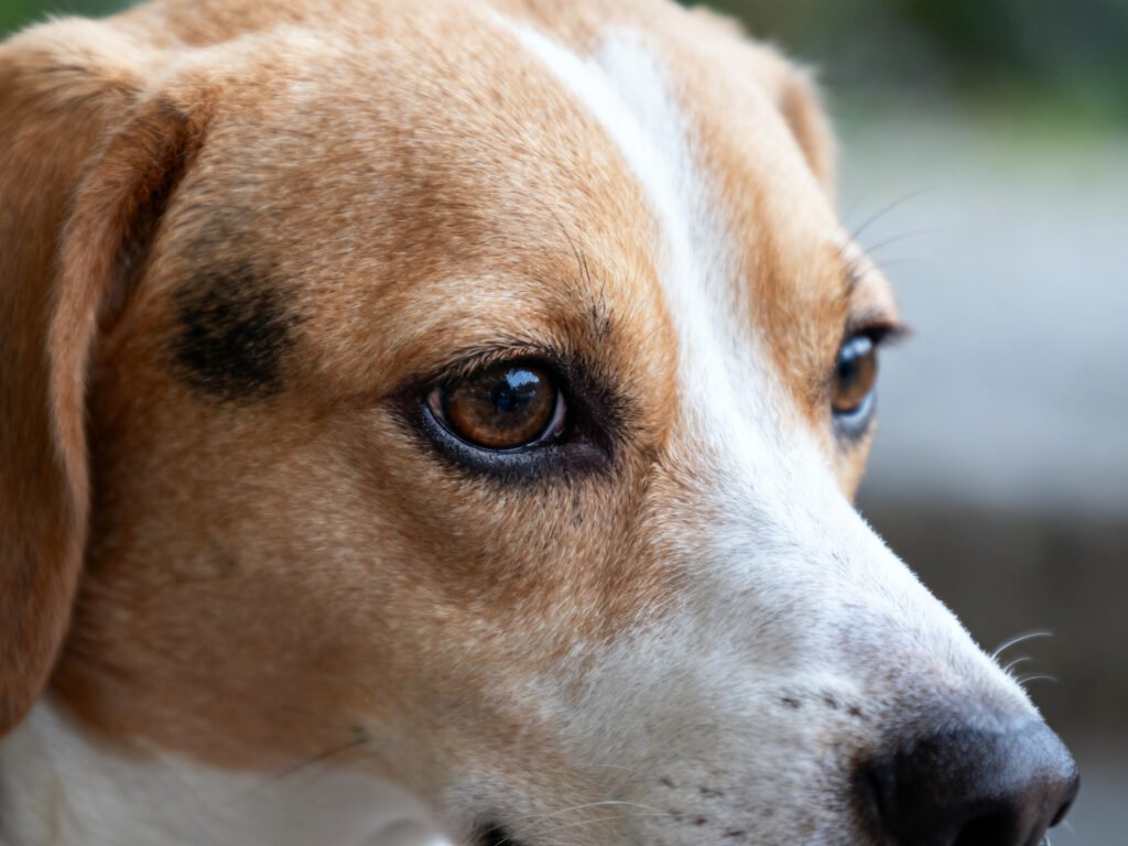 Close-up portrait of Get Rid Of Wet Dog Smell In Your Car expressive eyes shallow depth of field