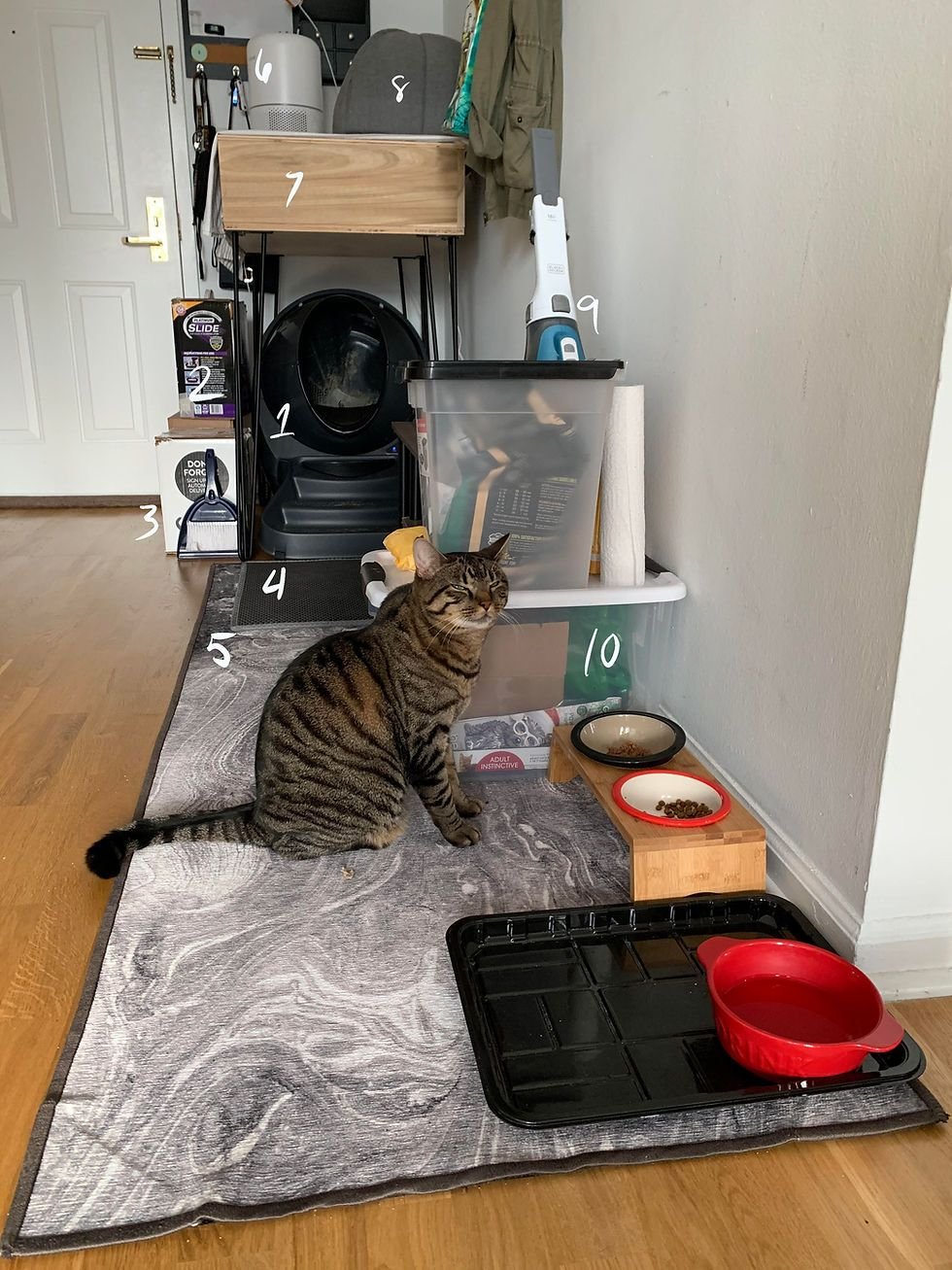 Litter box setup ideas