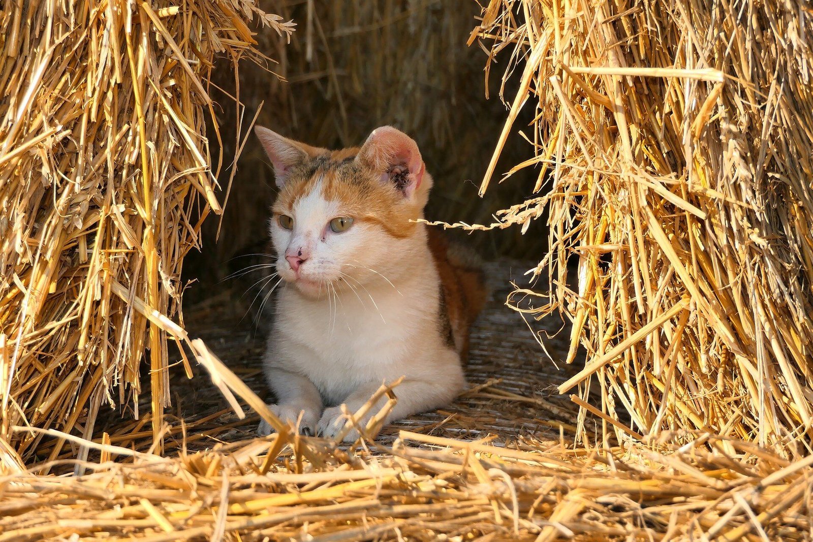Straw for winter shelter