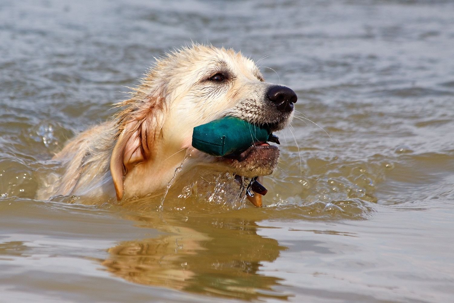 Golden Retriever puppy training