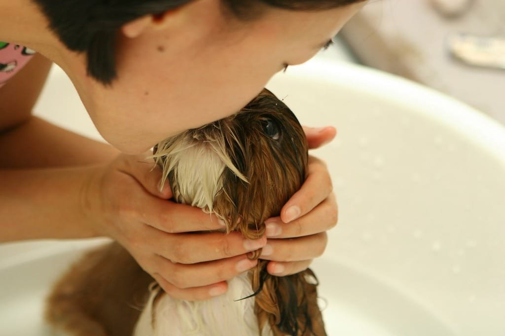 Puppy being washed