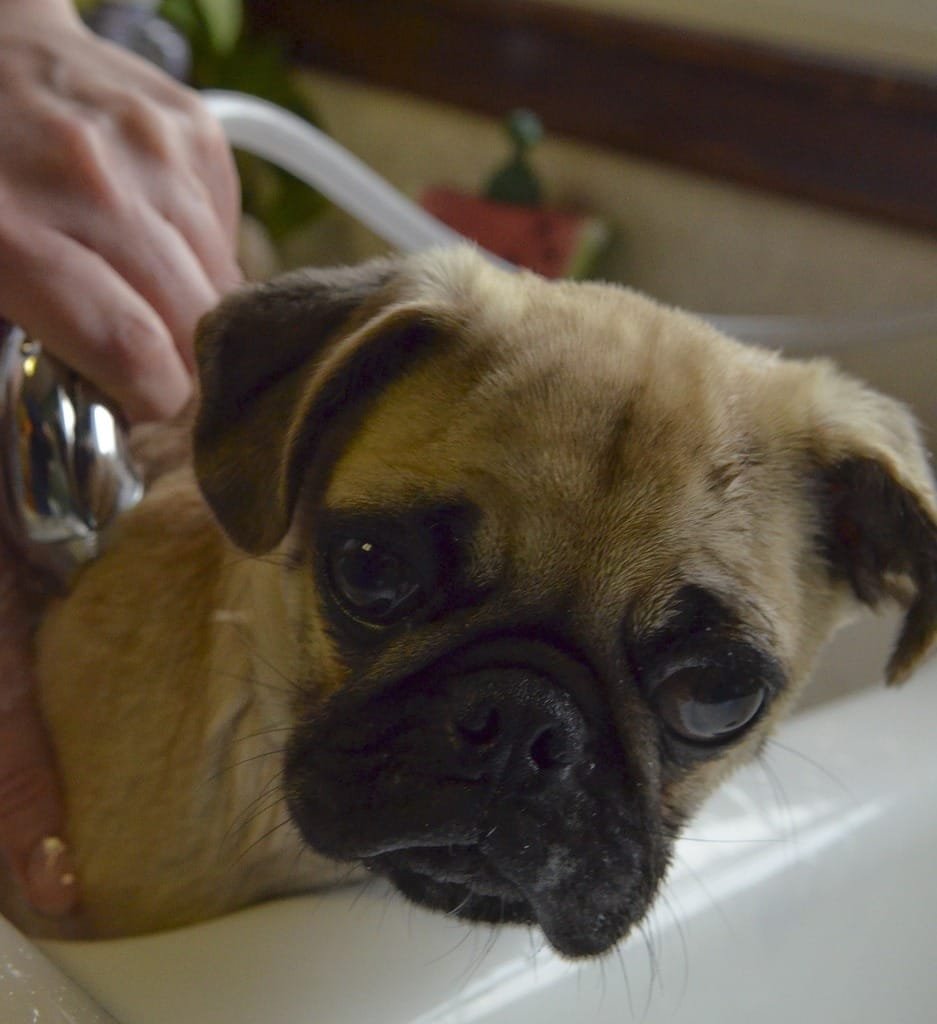 Small puppy in bath