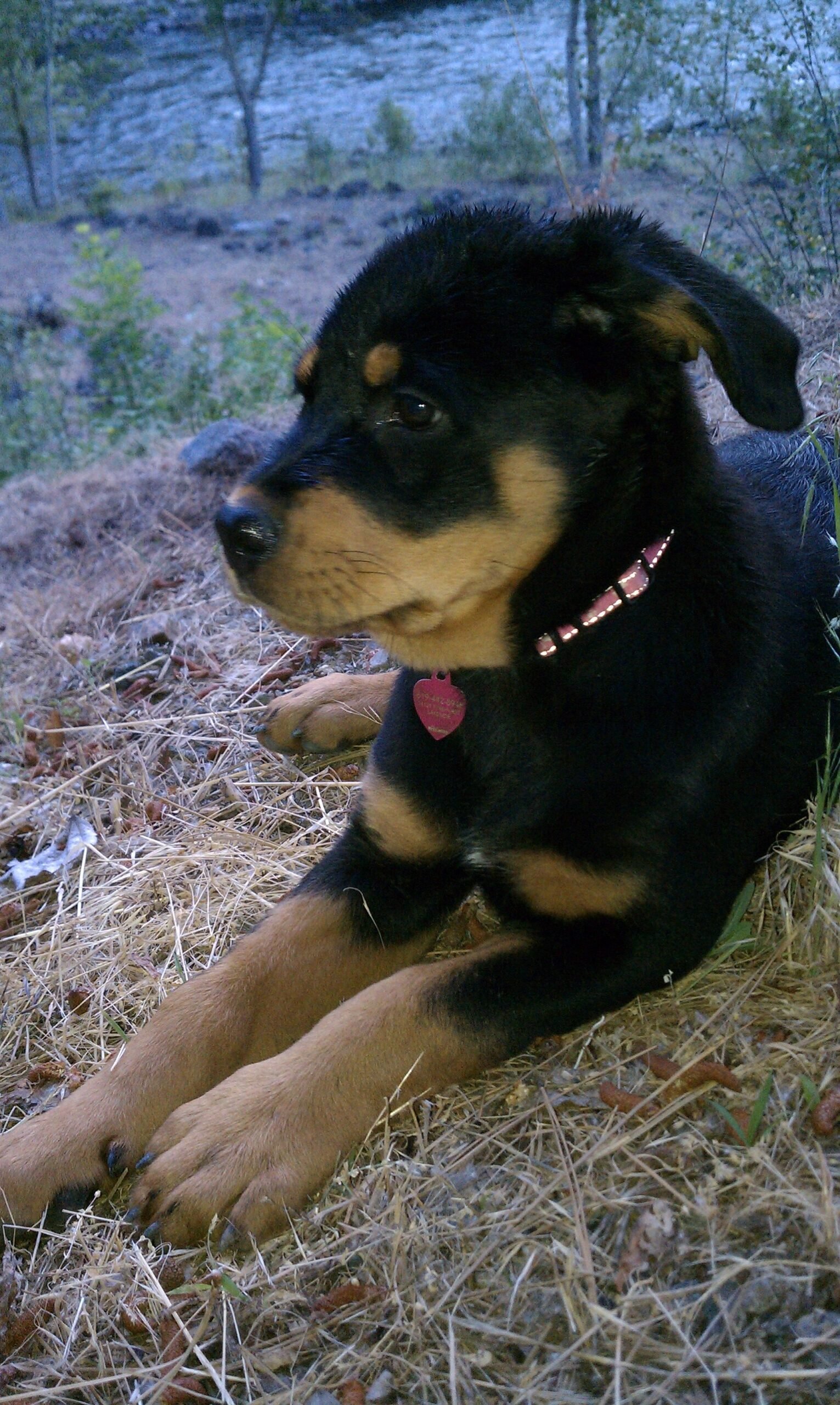 Rottweiler puppy