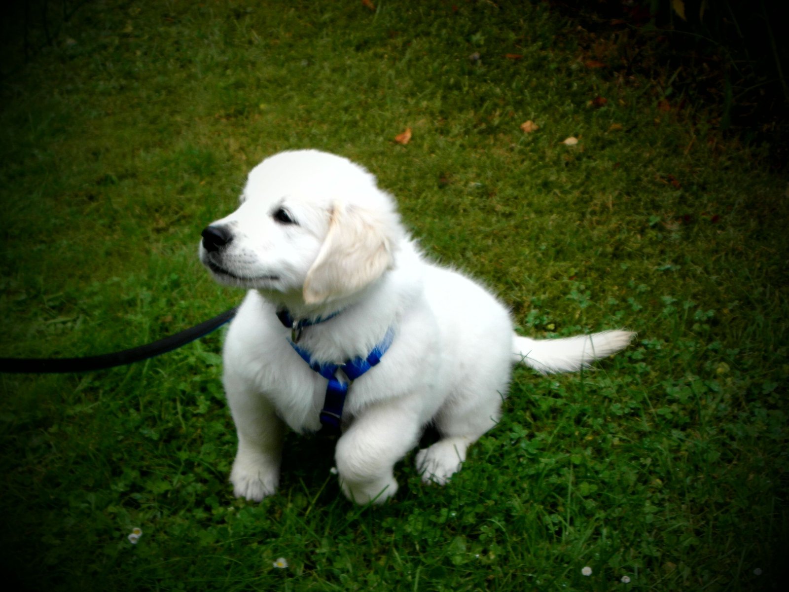 Golden Retriever puppy