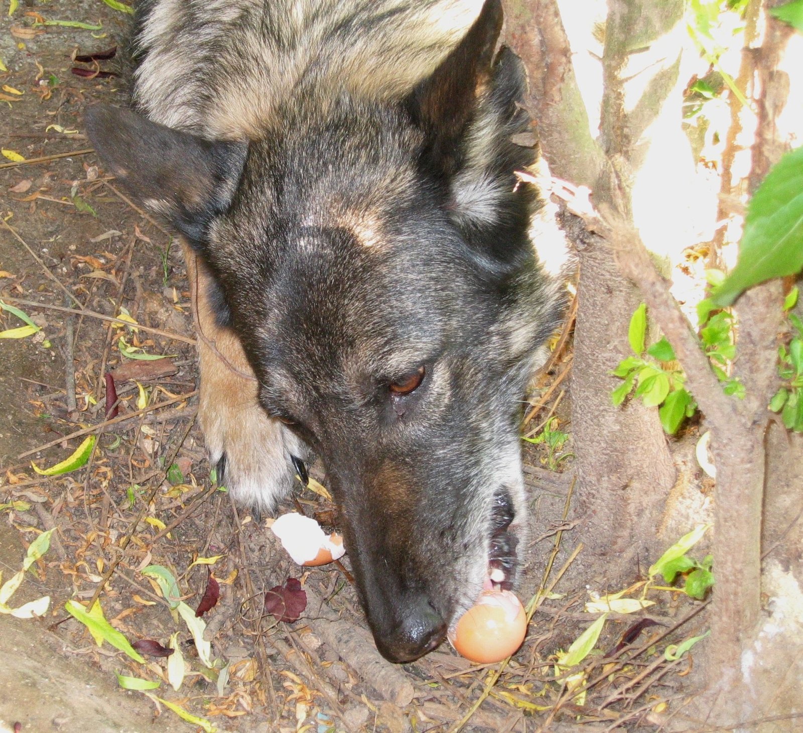 Dog eating an egg