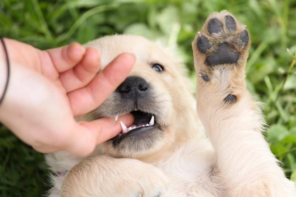 Golden Retriever puppy being handled
