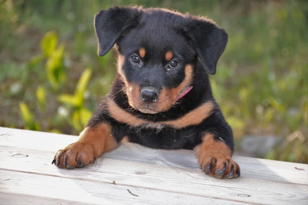 Rottweiler puppy on bench