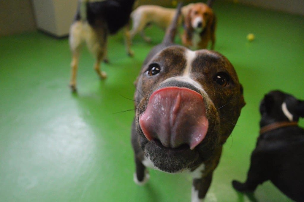 Dog close-up lick