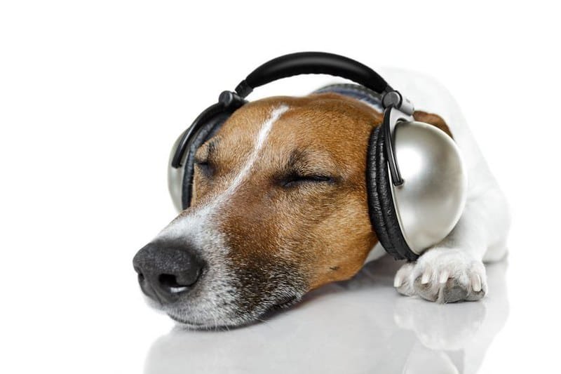 Dog listening to music